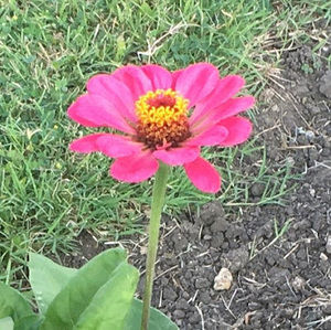 Meet your Posher, Debbie